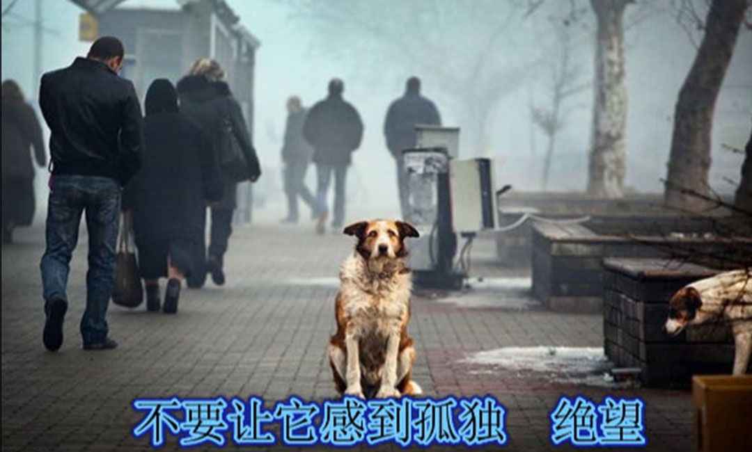 山南爱影圈微博微信转发案例